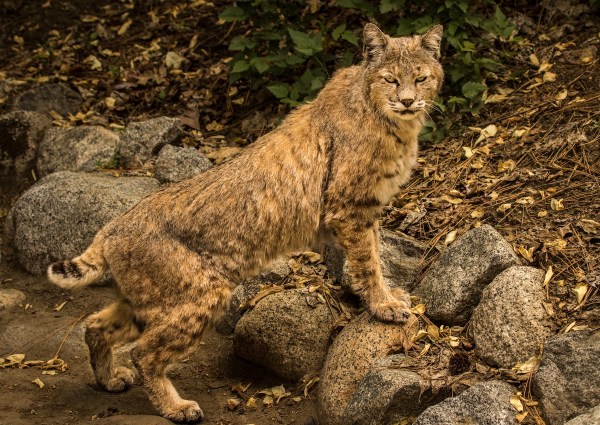 Bobcat laser pointer