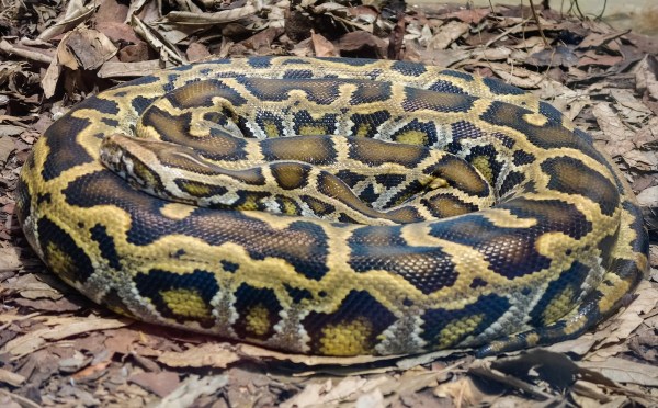burmese python bobcat