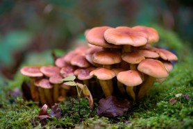deadly mushrooms playground