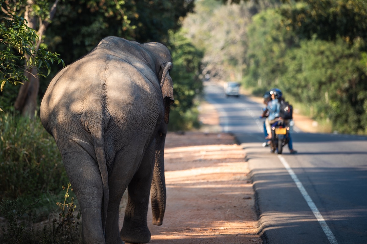 elephant GoPro