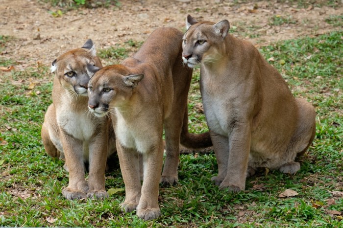family of mountain lions colorado