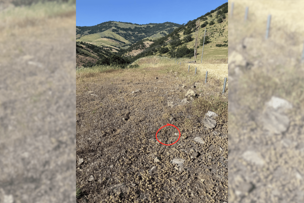 find the rattlesnake answer