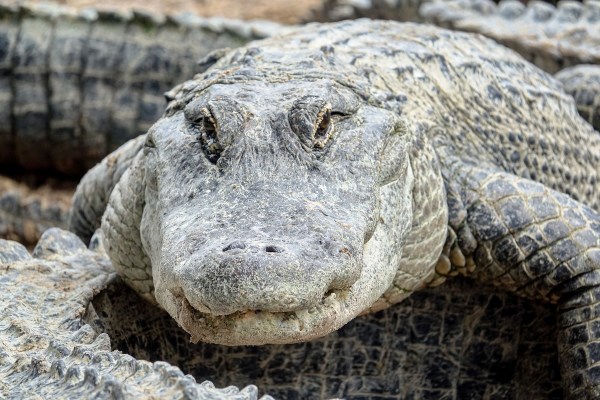 gator dinosaur
