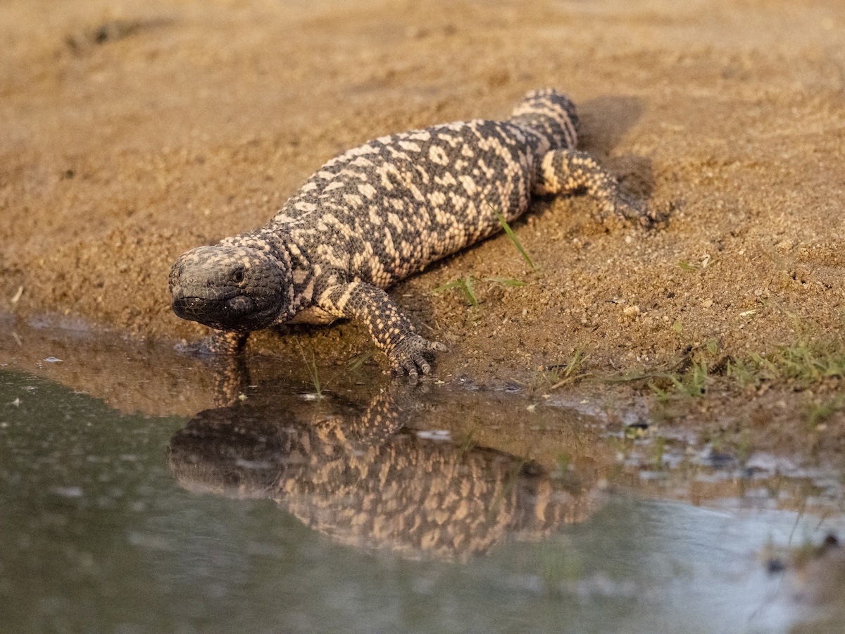 Gila Monster video
