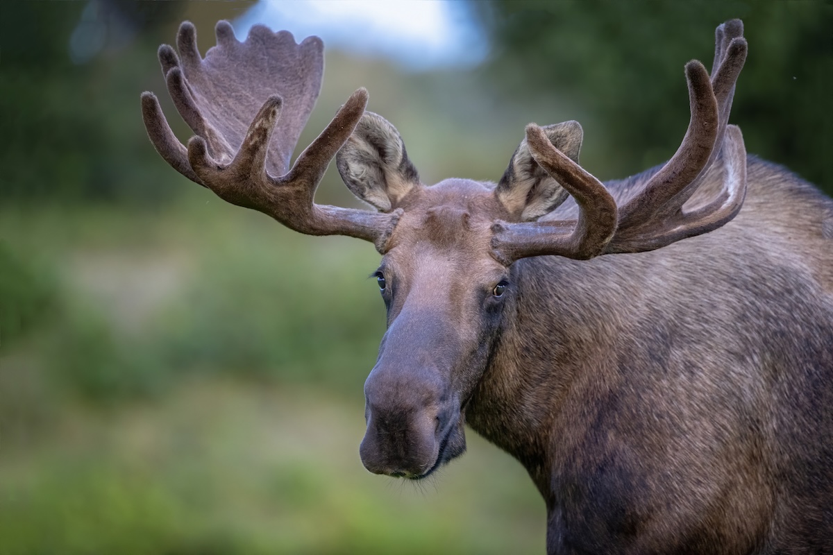 moose car encounter