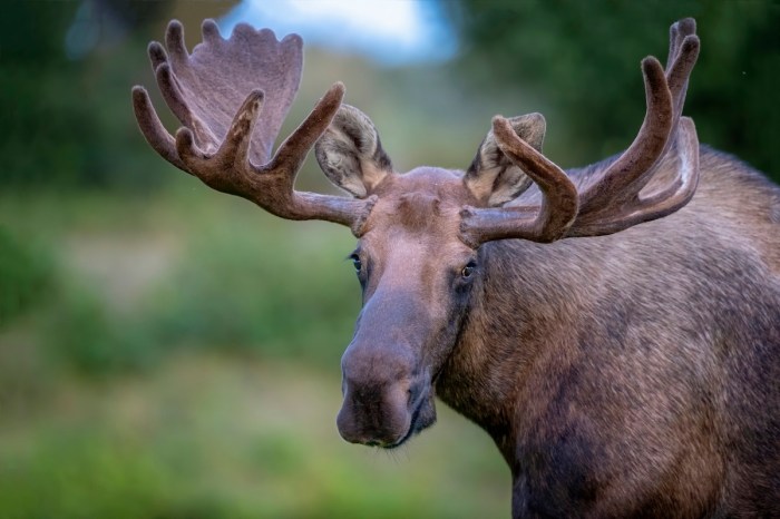 moose car encounter