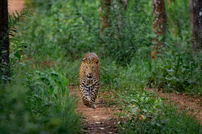 rare leopards trail cam