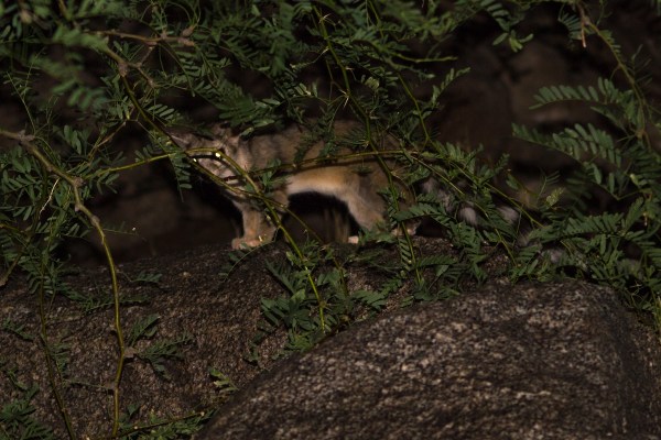 Ringtail Cat arizona