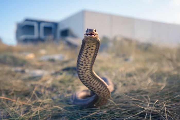 toddler snakes