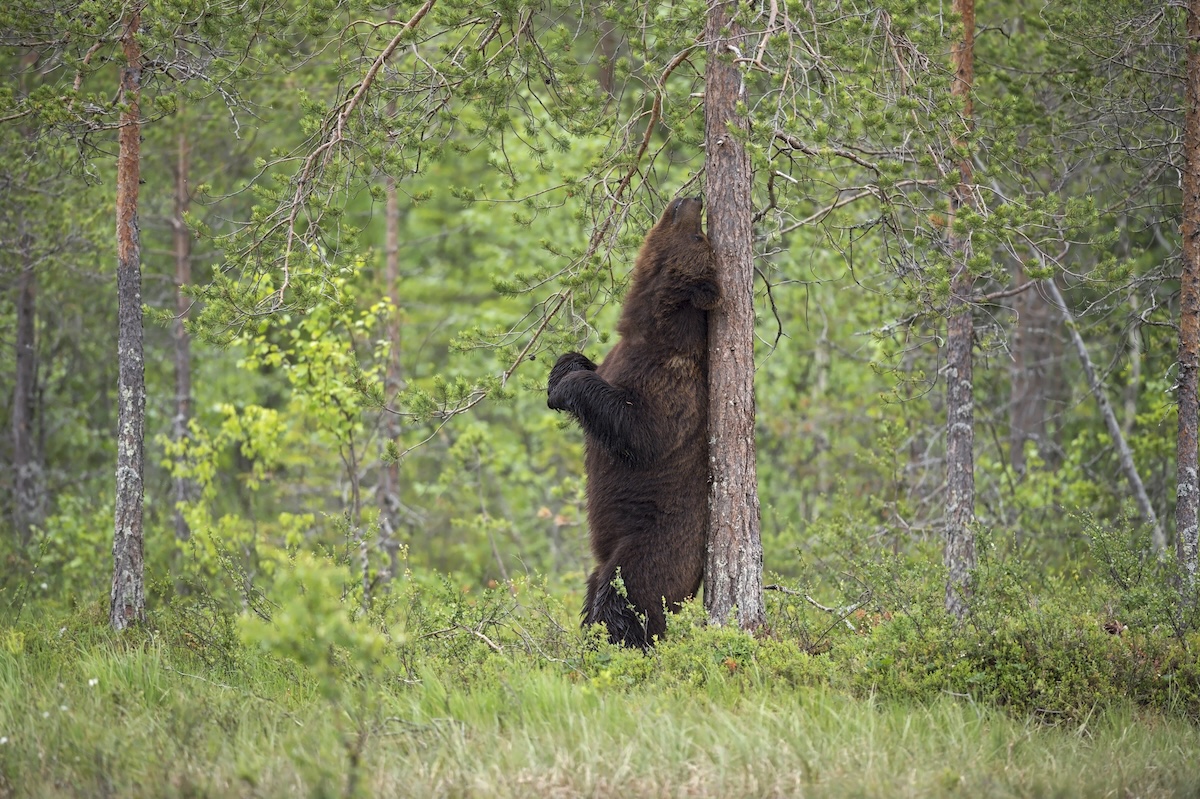 trail cam compilation