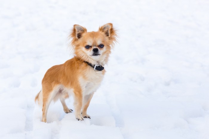 Chihuahua glacier rescue