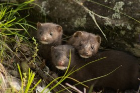 mink family sound denali