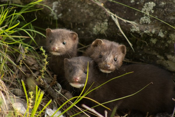 mink family sound denali