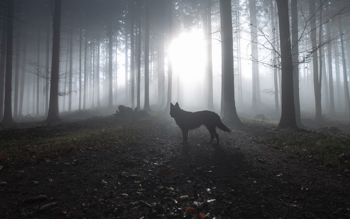 Featured Image