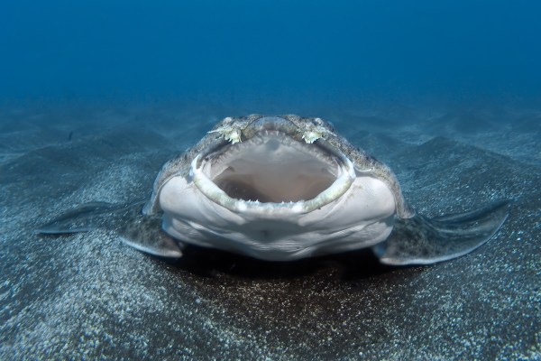 rare shark underwater camera