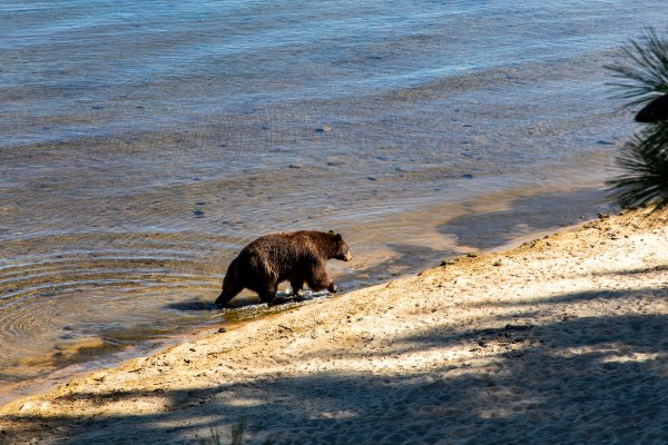 bear lake tahoe