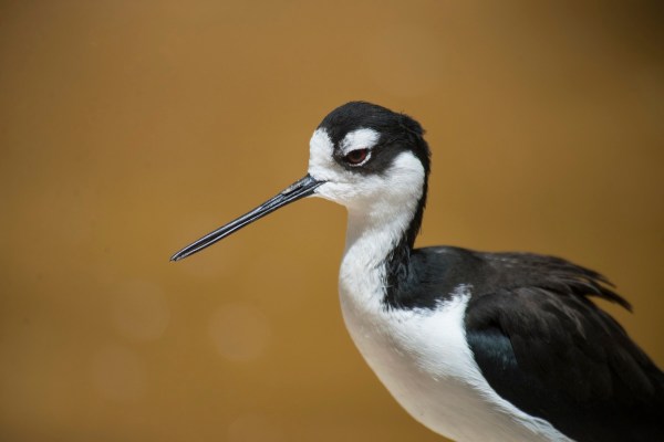 shorebird legs