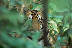 spot the tiger