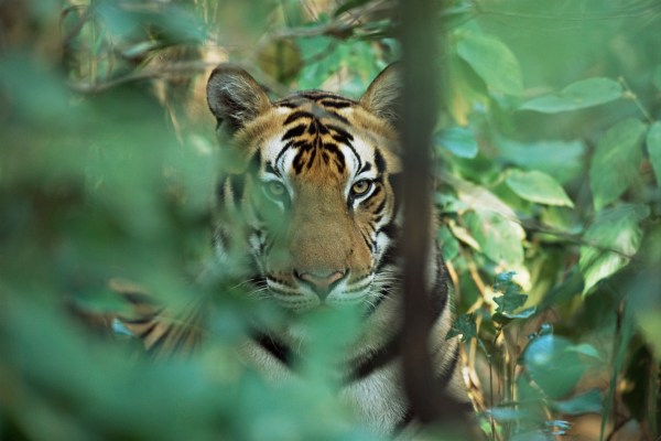 spot the tiger