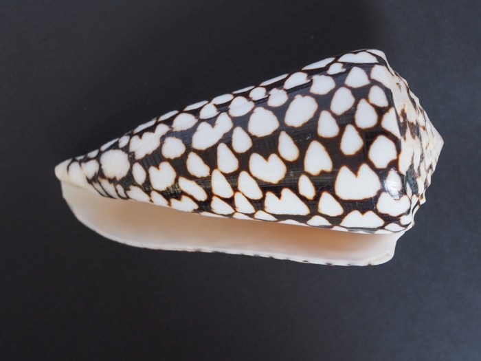 deadly seashell tiktok