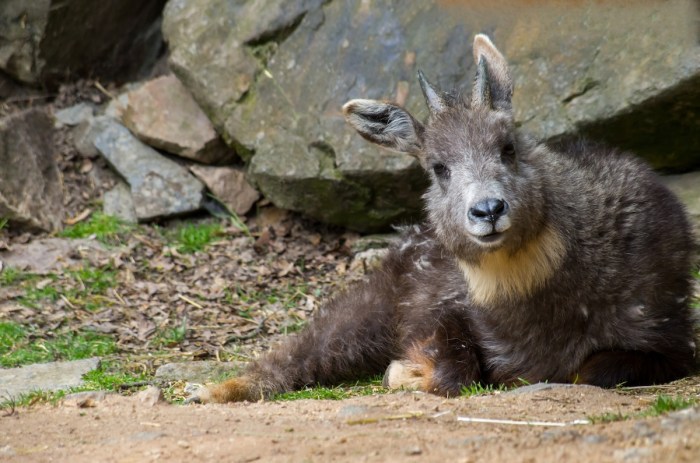 rare pegasus thailand