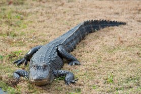 Alligator shoe