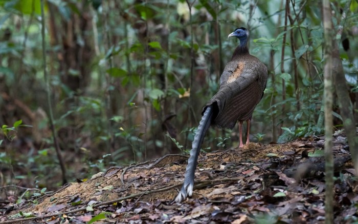 trail cam bird lizard