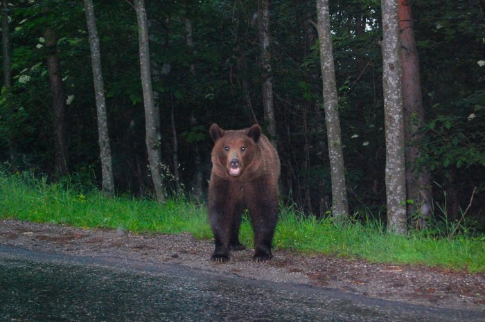 bear lunged woman selfie