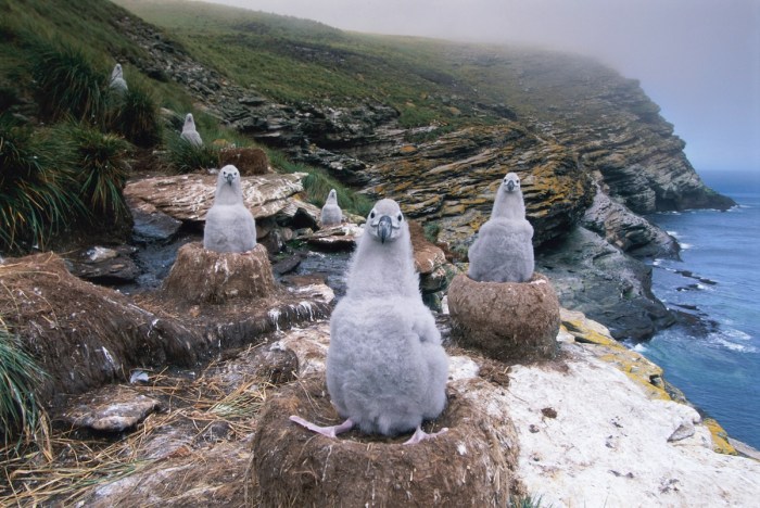 biking albatross colony