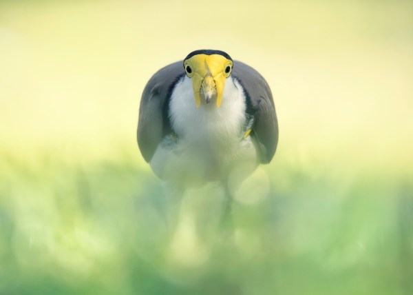 bird man scream