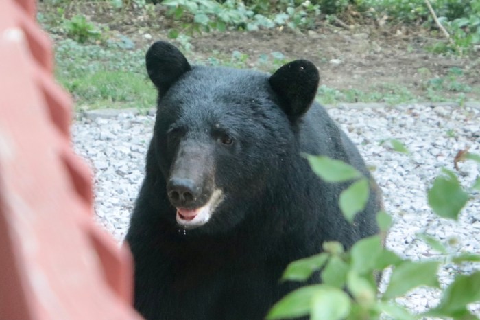black bear rings doorbell