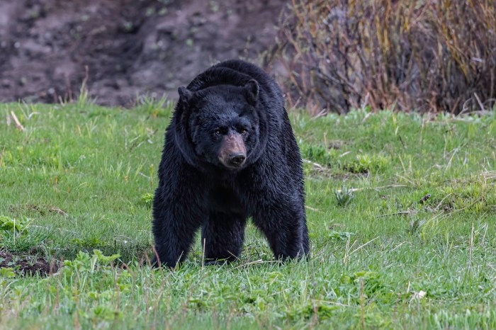 black bear yellowstone