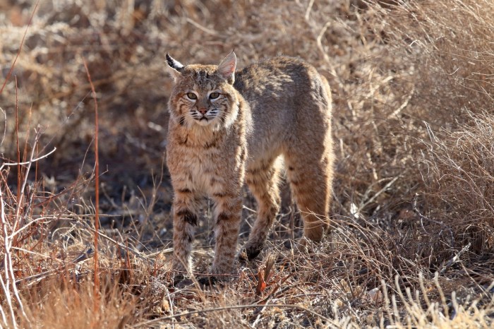 bobcat with catch hiking trail