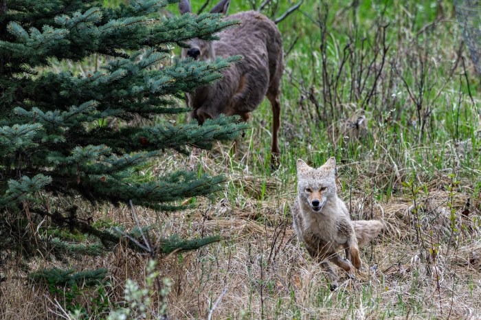 coyote deer yosemite
