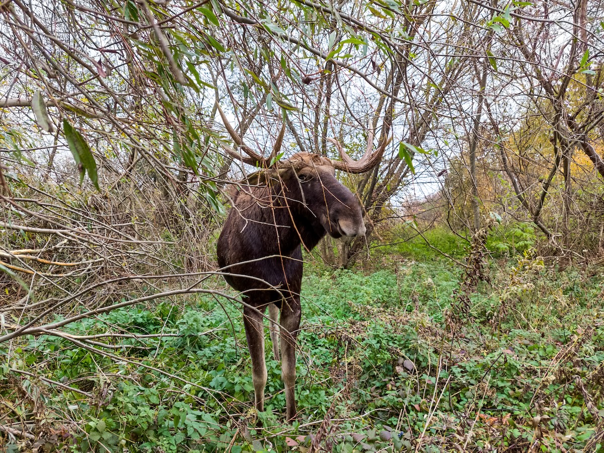deer moose new york parasite