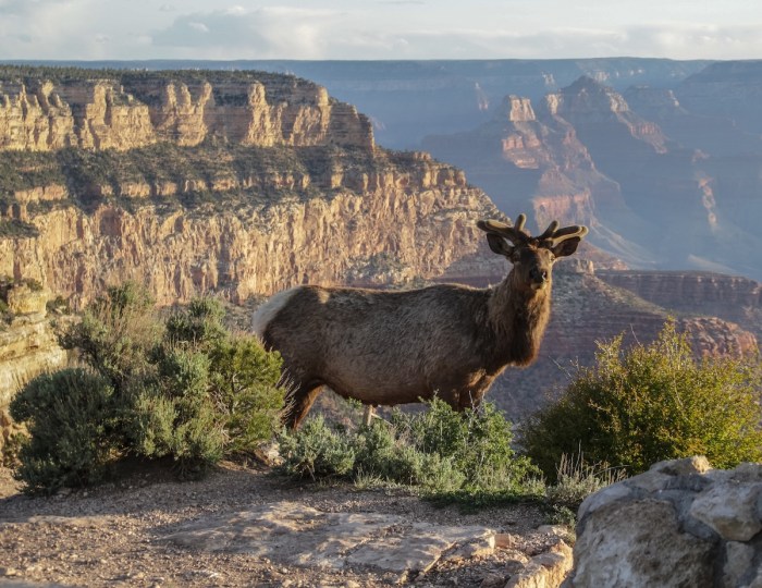 Elk charged grand canyon