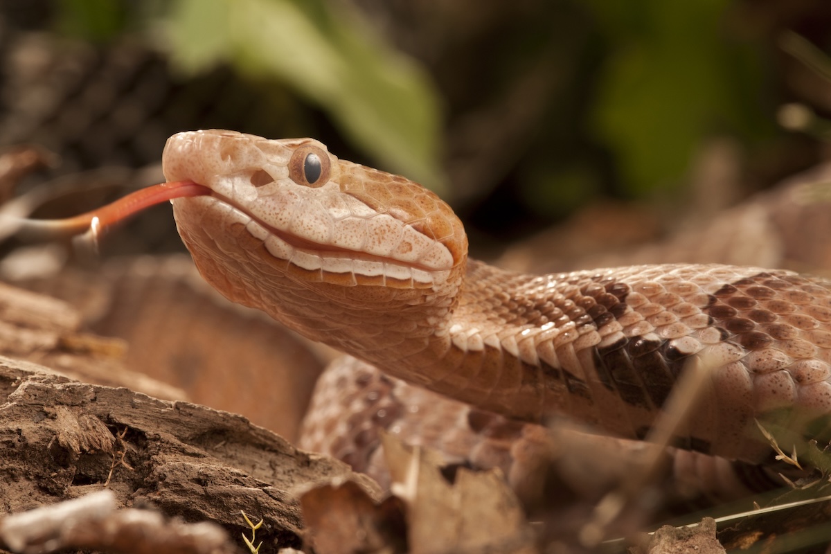 find copperhead snake