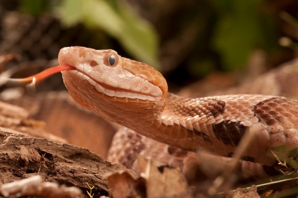 find copperhead snake