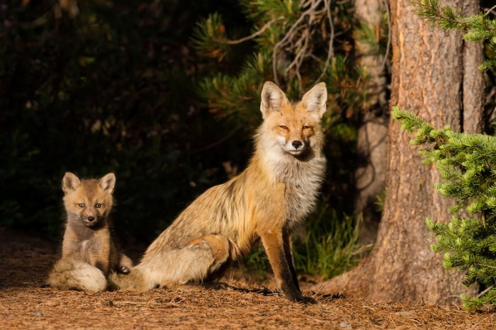 grand teton foxes shoes