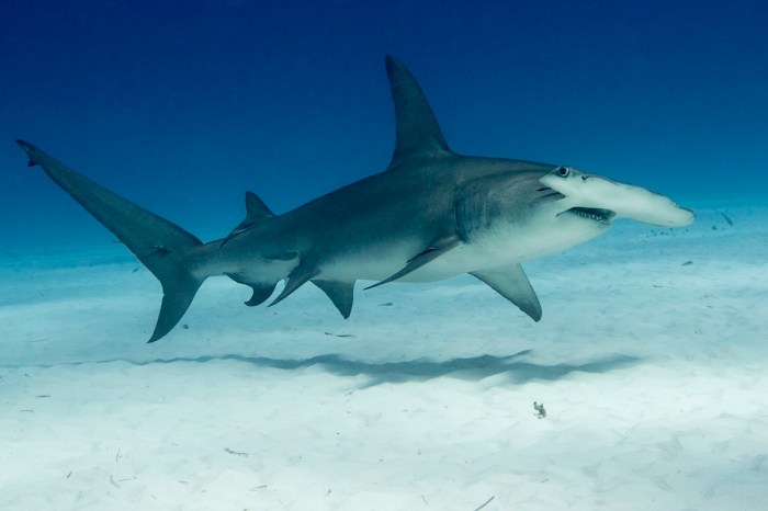 Hammerhead stingray