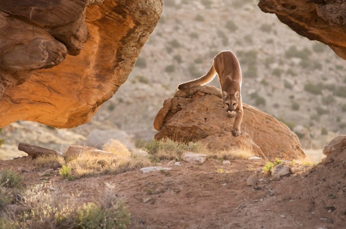 hiker Mountain Lion encounter