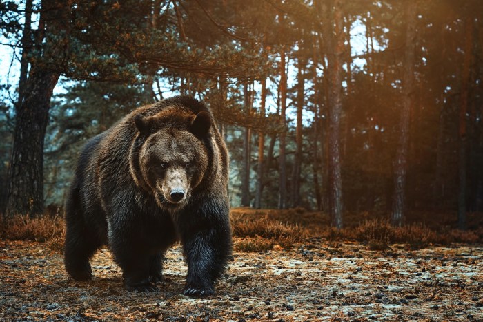 massive bears spookiest trail cam