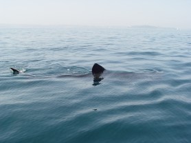 massive shark Massachusetts