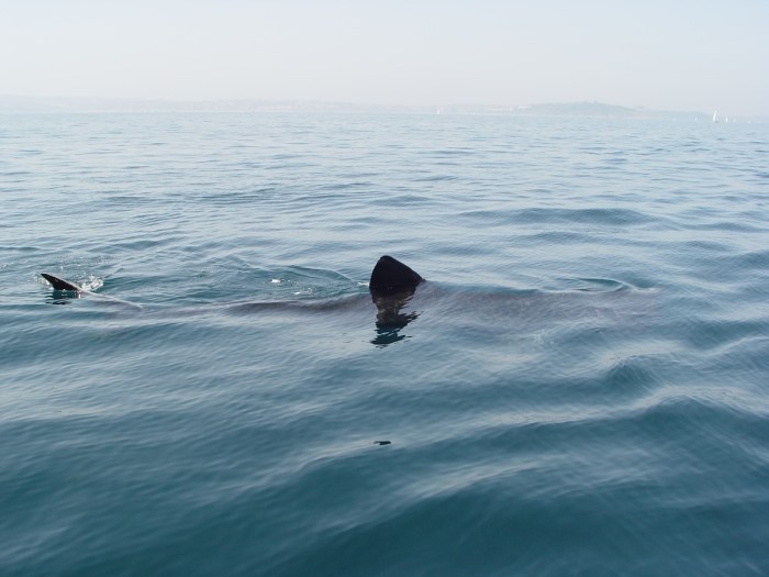 massive shark Massachusetts