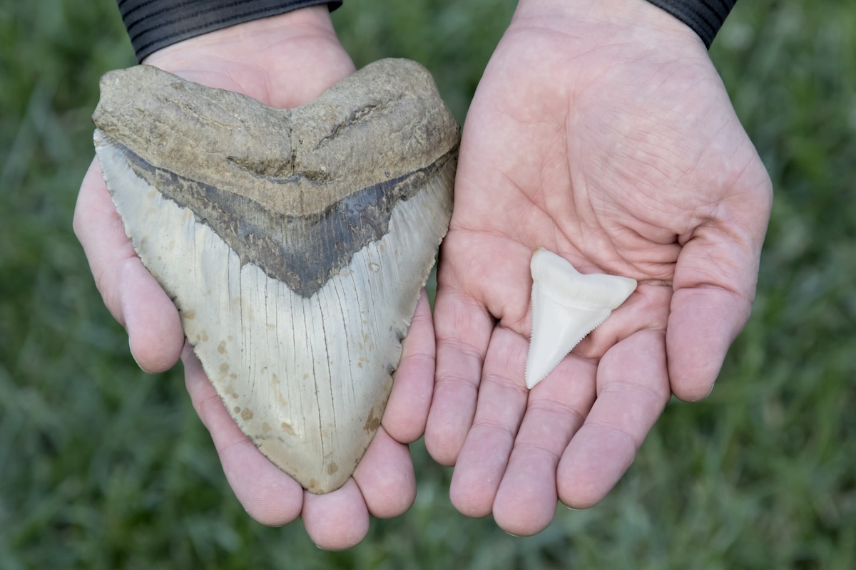 megalodon tooth discovery beach