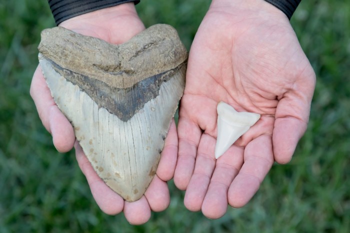 megalodon tooth discovery beach