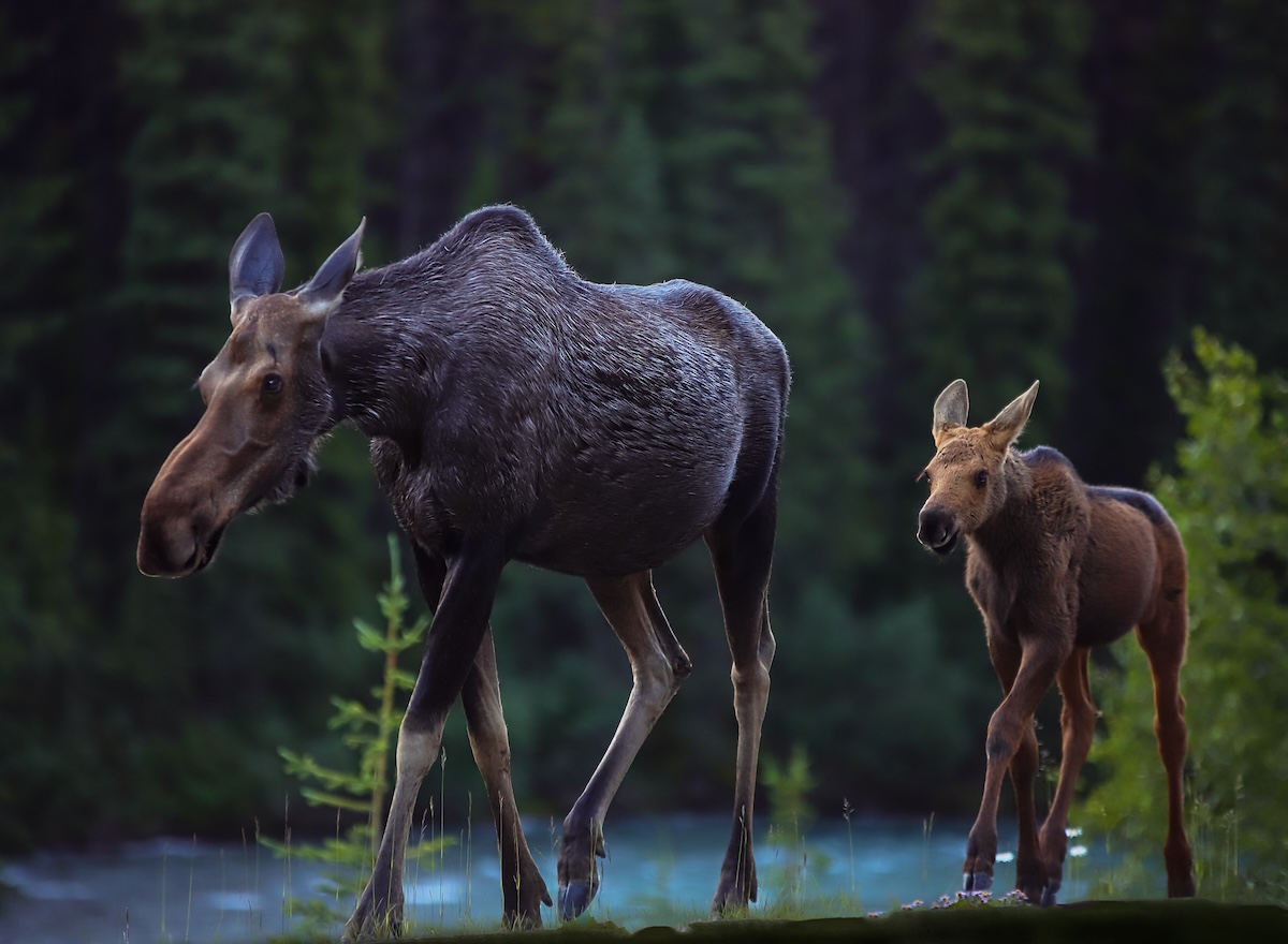 Caught on Trail Cam: Mama Moose and Calf Trot Through Woods