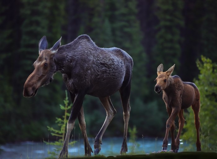 moose and calf trail cam