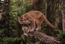 Mountain Lion attack 4 year old