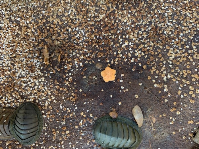 orange blob endangered